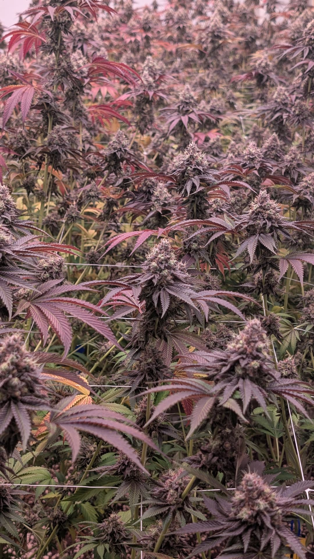 Sundae Driver product presentation — Rare Earth by Pitbull Acres brand and website, Source IE case study.