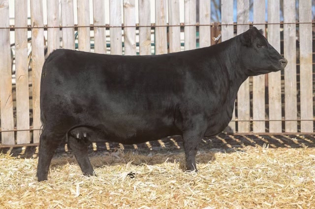 Nagorske Priscilla 8001 — P3 Angus seedstock brand and website, Source IE case study.