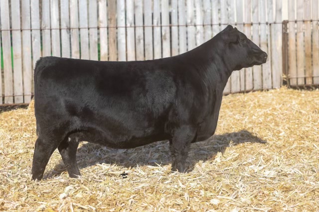 Nagorske Priscilla 9006 — P3 Angus seedstock brand and website, Source IE case study.