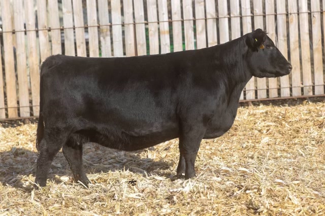 Nagorske Eileen 9031 — P3 Angus seedstock brand and website, Source IE case study.