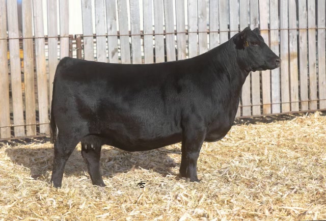Nagorske Priscilla 9033 — P3 Angus seedstock brand and website, Source IE case study.